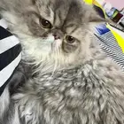 قط للتبني