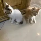 اربعه قطط للتبني