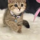 سكوتش بسعر مغري