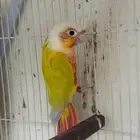 ذكر منتج صن شك رد فاكتور