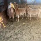 معزا للبيع