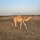 للبيع حاشي اقل من سنة