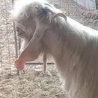 للبيع فحل مطور