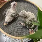فروخ كنيور انناس غر