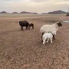 شياه ولد العدد 6