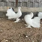 حمام رقاص