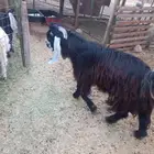 تيس عارضي للبيع