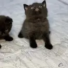 قطط سكوتش فولد وستريت