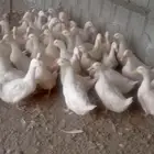 بط بكيني لبيع