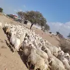 غنم حريه حرشش