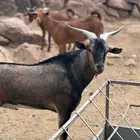هجين وعل