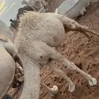 حوار للبيع عمرة 4 اشهور