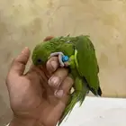 فروخ دره