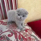 كيتنز سكوتش فولد بلو اقساط تابي