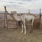 ركبي للبيع