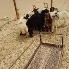 خرفان