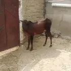 حسيل للبيع عمره خمسه شهور ونص الموقع كساب