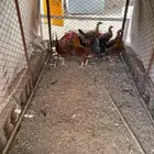 سلام اعرض لكم ديكه 5 حبات كفو دجاج