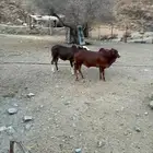 حسلان للبيع عدد 2