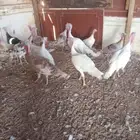 دجاج وديك رومي انتاج وذبح العمر 9شهور و نص صحه ونظافه شرط