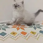قطه هملايا للبيع