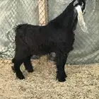 تيس عارضي