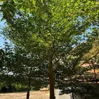 اشجار منوعة احجام كبيرة ( لبخ- بنسيانا-سدر -وحمضيات) نجران