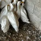 البيع بط بكيني