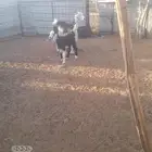عنز ولد تحتها جفره