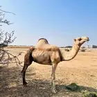 ناقه اركيه