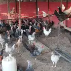 دجاج بلدي وفيومي اعمار ثلاث شهور ونص تقريبا