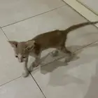 قط للتبني