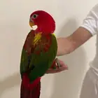 لوري شاترنج أليف أنثى