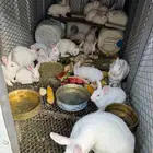 ارانب فرنسيه