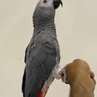 كاسكو فرخ انتاج محلي