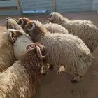 ذبايح نعيم جبر جذع شي فاخر