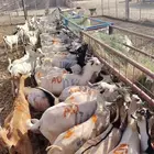 تيوس صوماليه للبيع جمله وتفريد