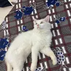 قط هملايا