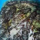 استكوزا فرششش