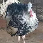 ديوك دجاج رومي