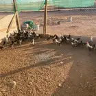 ديككه فيومي العمر ا4شهور