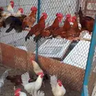 ديوك بلدي وفيومي
