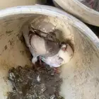 زغاليل