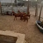 معزا محايليه للبيع