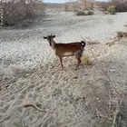 عنز للبيع