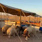 خرفان نعيمي بلدي مربوط يصلح لجميع المناسبات والولائم