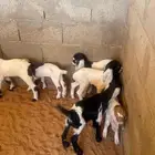 دواغير ماعز