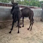 قعدان ثلاثه