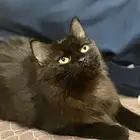قطه لتبني