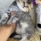 كيتن سكوتش فولد قطط صغيره